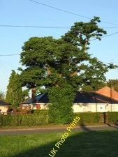 Photo 12x8 Acacia tree, Acacia Grove, Pinehurst Swindon/SU1685 The street c2015
