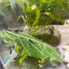 Mulberry Leaves Food for shrimps - Freshly Picks