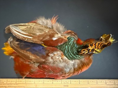 Golden Pheasant skin - whole skin, no tail