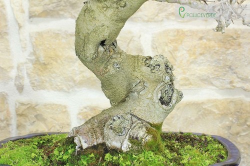 Bonsai di Gelso (63) - Afbeelding 5 van 6