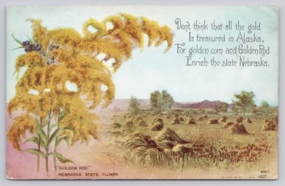 1908 Nebraska Golden Rod State Flower Cornfield Vintage Postcard
