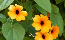 Lot De 10 Graines De Suzanne Au Yeux Noirs Thunbergia Fleurs Plantes Vivaces