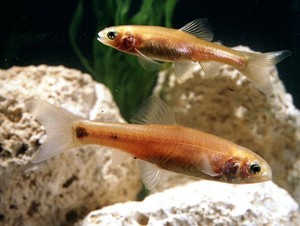 50 Live Feeder Fish Pink Tuffies Rosie Reds Fast Shipping