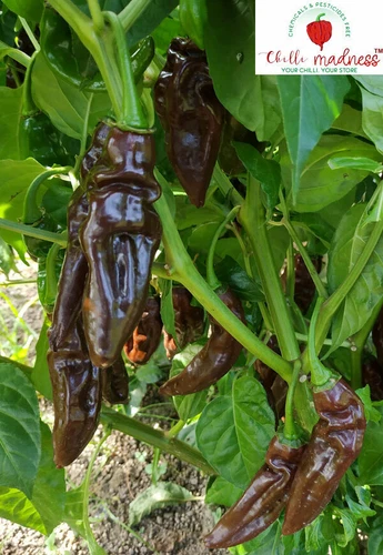 Aji Panca Chocolate Chilli Pepper Sustainably Grown in Australia 10 Seeds - Picture 4 of 10