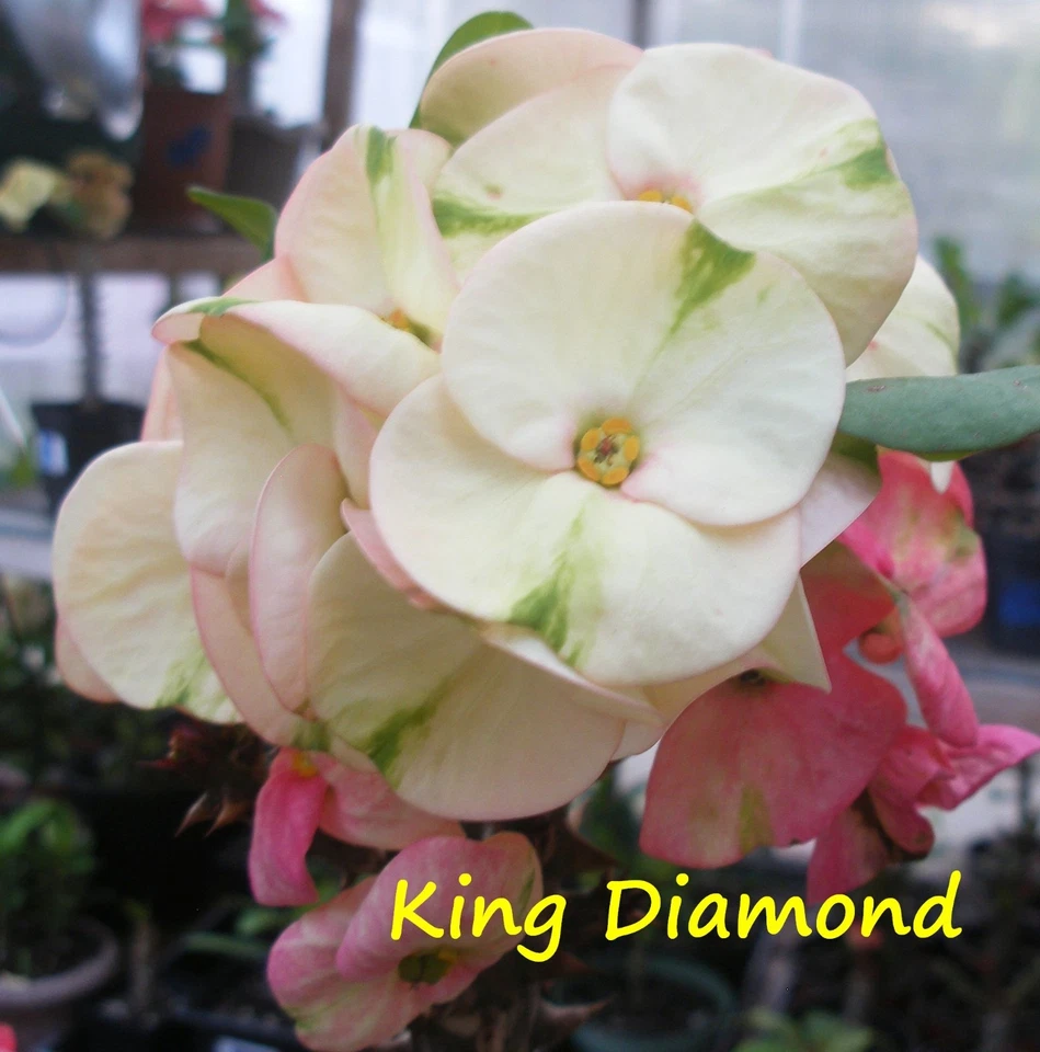 Euphorbia Milii KING DIAMOND Crown of Thorns Corona de Cristo Thai Hybrid Rare - Image 2 of 4