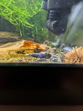 PURPLE METALLIC Caridina Shrimp 7+1