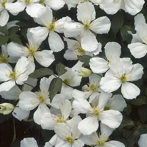 Clematis Montana Grandiflora The Mile-a Minute Highly Scented Vine in 9cm Pot - Picture 2 of 7