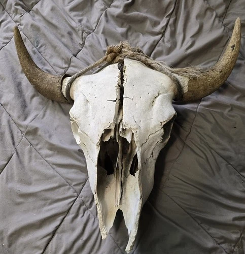 Vintage Bovine Cow Skull with Horns & Sheaths-Field Find