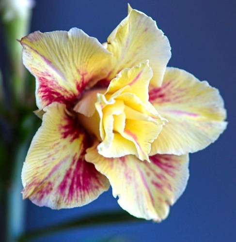 Adenium obesum cv YELLOW STAR - Wüstenrose