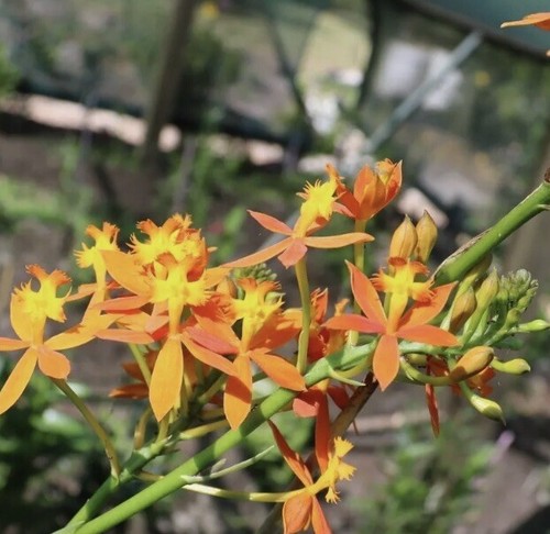 Crucifix Orchid : Healthy Stem With Roots : Mixed Colours : $32.99 Free Postage - Picture 7 of 10