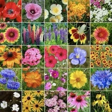 250 Midwest Wildflower Seed Mix - 23 Varieties Attracts Pollinators Hummingbirds