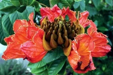 African Tulip Magnolia Flower Tree Seeds Spatho. campanulata Flame of The Forest