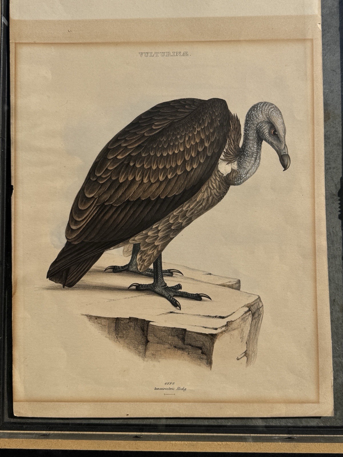 1844 Original Litho Out Of Grays Genera of Birds Folio Ed. Slender Bill Vulture