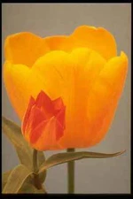 258058 Old Variety Cottage Boy With New Beauty Of Oxford A4 Photo Print