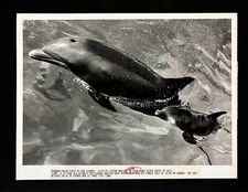 1991 Ocean World Florida Newborn Baby Dolphin Calf Mother Vintage Press Photo