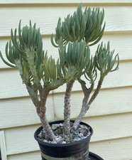 RareMermaid Tail Tree(Crested Senecio Vitalis)Multiple Mermaid Tail In One Trunk