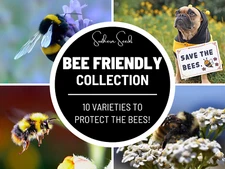 Bee Friendly Collection - 10 Seed Varieties: Enhance and Strengthen the Bee Popu