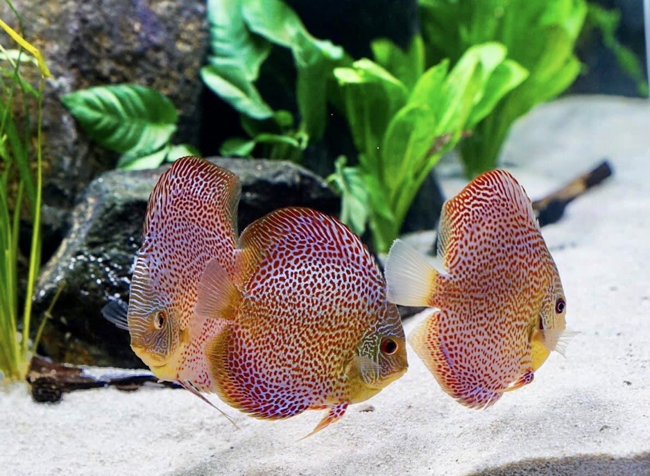 Live Discus Aquarium Discus Freshwater Fish