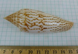 Conus ranonganus, 93mm F+/F++