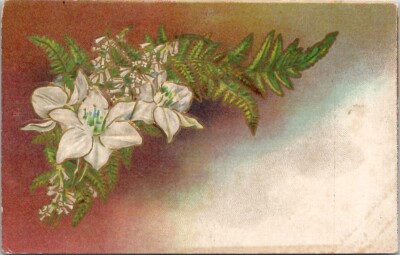 White Lily Flowers Vintage Postcard Spc15