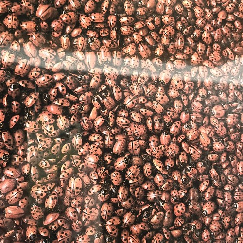 Hoyle Jigsaw Puzzle “I Love Lady Bugs” New Sealed 1020 Piece Vintage 1984 - Picture 2 of 4