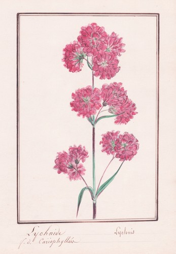 Lychnis Nelke Flower Botany Watercolor 1830