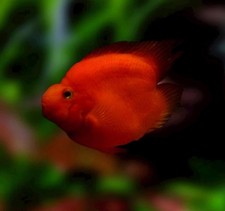 Love Red Parrot Cichild 2.5 inches 
