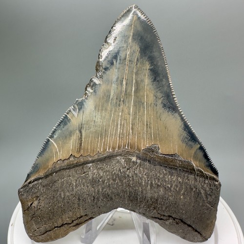 Extremely Colorful Sharply Serrated 4.50" Fossil MEGALODON Shark Tooth - USA - Picture 6 of 6