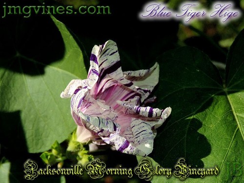 Blue Tiger Hige Ipomoea Purpurea Morning Glory 6 Qty - Picture 5 of 8
