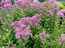 Eupatorium Baby Joe / Joe Pye Weed Live Plant, Healthy Starter Butterfly Plants