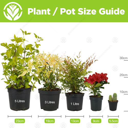 6 X MIXED AZALEAS DWARF JAPANESE SHRUBS COLOURFUL POTTED GARDEN PLANTS IN POT - Picture 2 of 3