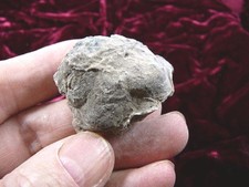 (PP502-10) 1.1 oz Real Fossil Crocodile croc POOP doo doo Triassic specimen AZ