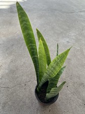 Snake Plant With Pot Mother-In-Law Sanseveria Live Plant Ready To