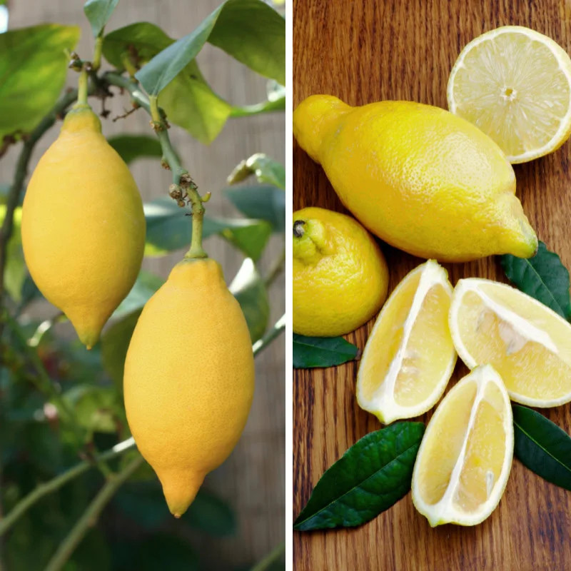 Citronnier 4 saisons Lunario Citrus limon d'exception greffé Fa5 pour jardinier exigeant