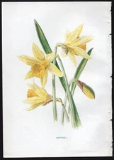 c1902 Hulme Familiar Wild Flowers Antique Print Yellow Daffodil