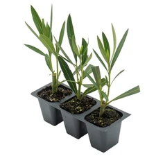 White Oleander in 2.5” Nursery Cubes (Sister Agnes Nerium oleander) Live Plants