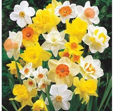 Garden Elements Spring Blooming Bulbs – Narcissus Daffodil, Mixed – 100 Pack