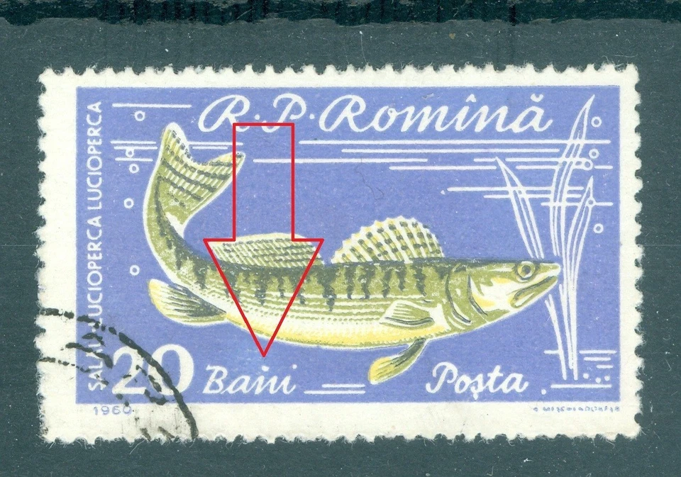 1960 Fish,Zander,Sander/Lucioperca lucioperca,Fische,Romania,Mi.1928,ERROR/1/VFU - Image 2 of 2