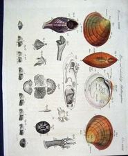 Original Old Antique Print Worms C1845 H/C Natural History Plate Xxxv1111 19th