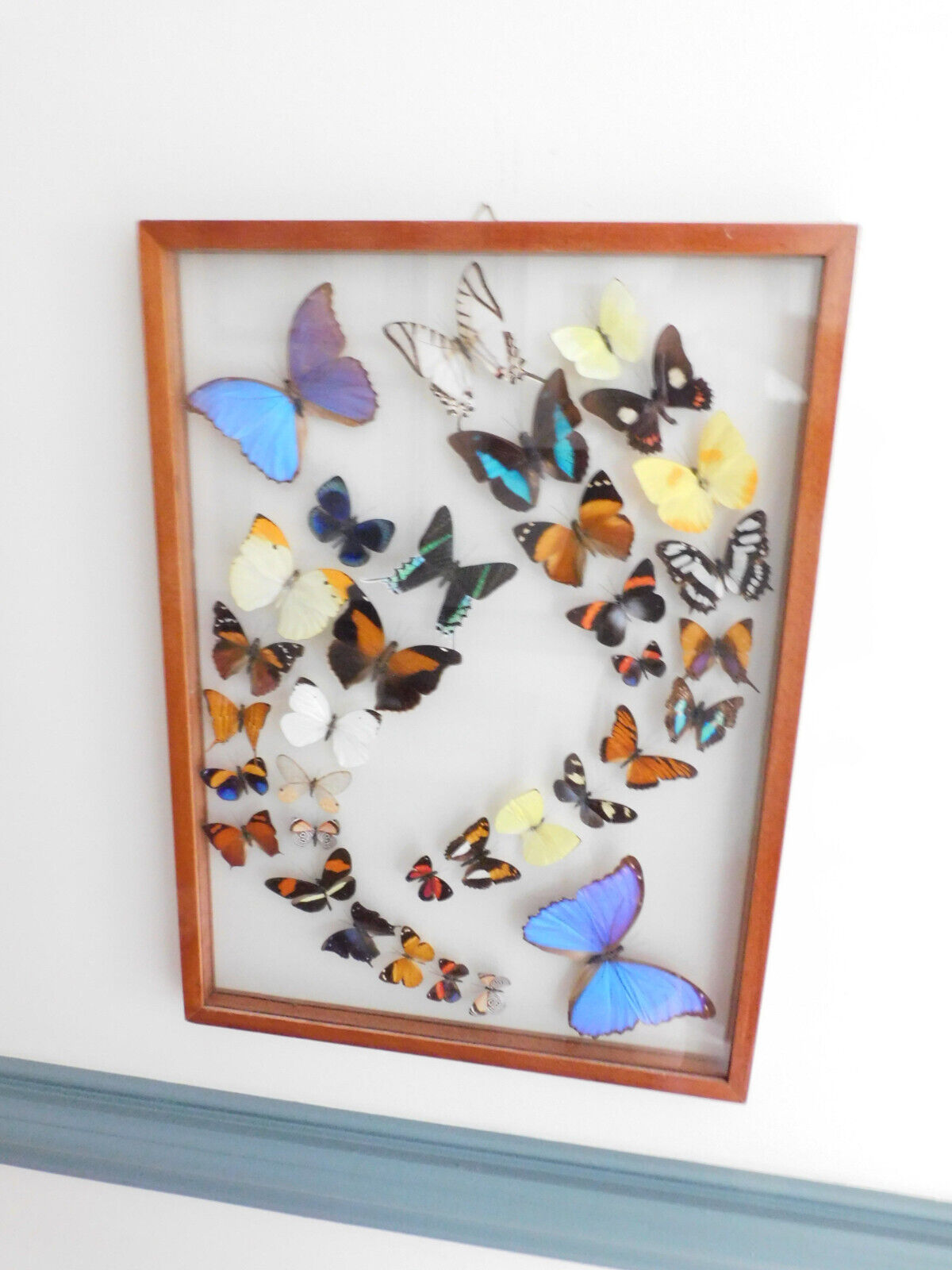 LARGE MOUNTED BUTTERFLY DISPLAY  33 BUTTERFLIES