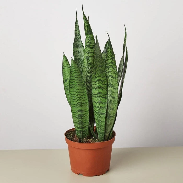 sansevieria diamond flame Black Diamond Snake Plant main image 1