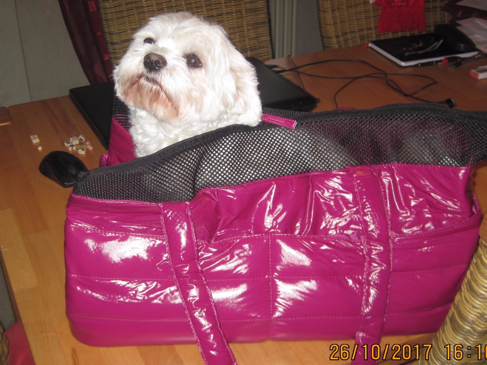 Karlie Tragetasche Hundetasche Transporttasche Faltbar Hundebox