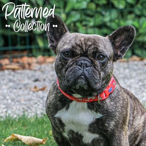 Dog Collar - Red. Reflective Star Print. Small (20cm - 30cm). - Picture 2 of 3