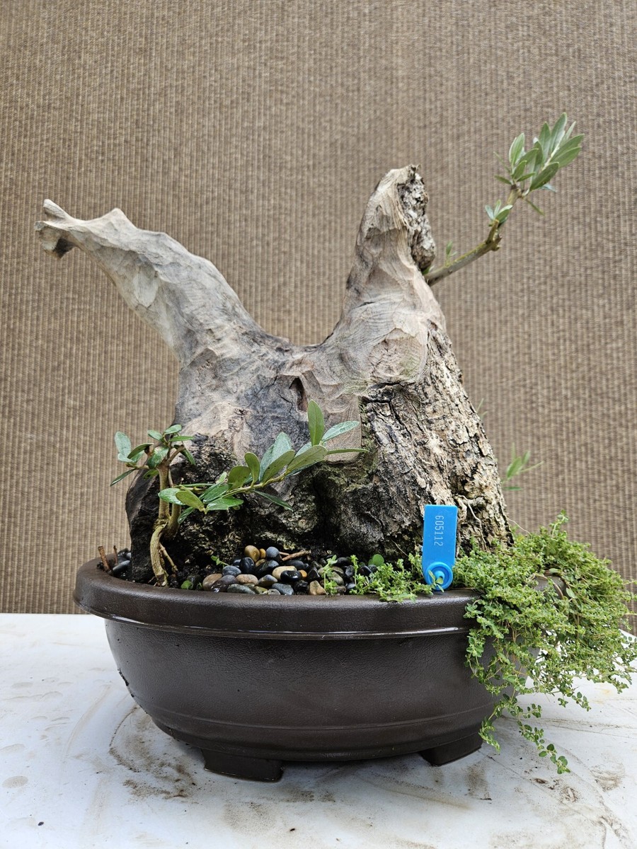 Old Fruiting Olive Bonsai Tree,,, SALE | eBay