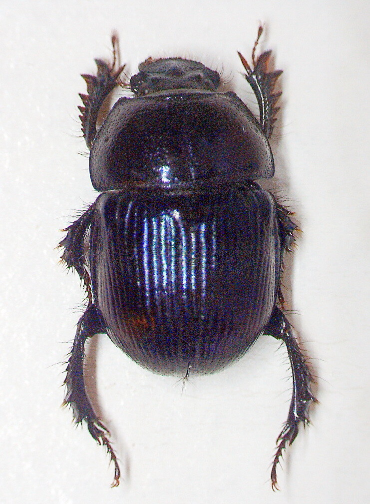 China Yunnan Cetoniinae s.p 23mm 【公式通販】