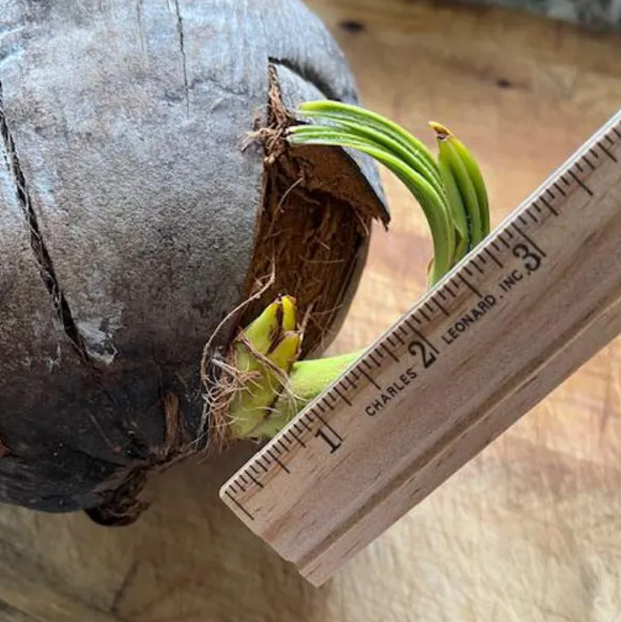 Sprouted Yellow Malayan Coconut – Live Plant 6–8" Tall – Healthy & Well-Rooted