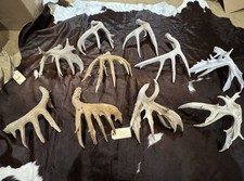 Lot Of 10 whitetail antlers Mount Taxidermy Horns bone sheds (2912)