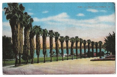 La Jolla California c1940's park palm trees
