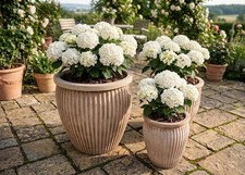 Pflanzkübel  Vase Blumentopf antik gestreift...