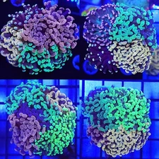 AQ Hammer / Frogspawn Combo Tile * Euphyllia * Live Coral Frag * AJs Aquariums